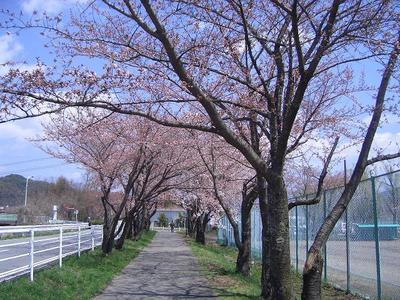 sakura120424.JPG