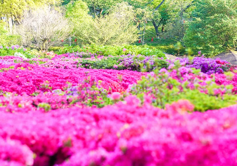 姫の沢公園